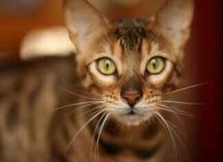 Why West Bengal Should Be on Your Travel Bucket List Why West Bengal Should Be on Your Travel Bucket List