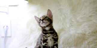 Why West Bengal’s Economy Is on the Rise in 2024 Why West Bengal’s Economy Is on the Rise in 2024