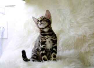 Why West Bengal’s Economy Is on the Rise in 2024 Why West Bengal’s Economy Is on the Rise in 2024