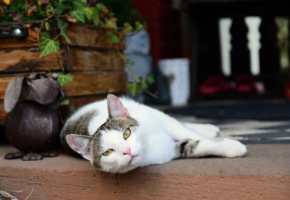 Windshield Wipers for My Car: How to Choose the Right Fit 2 How Do I Know Which Size Wipers My Car Needs?