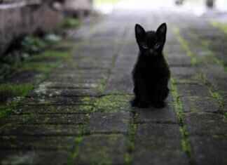 WoofApps: The Ultimate Platform for Pet Owners and Enthusiasts WoofApps: The Ultimate Platform for Pet Owners and Enthusiasts