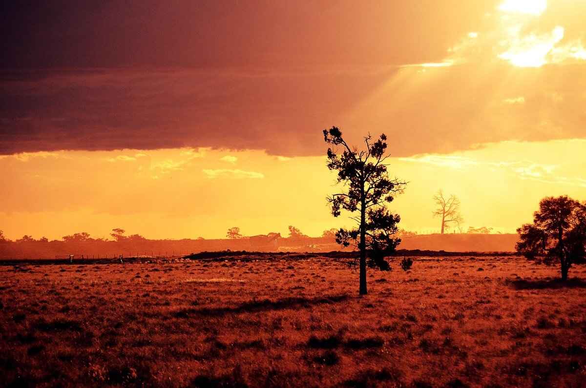 How Are Xiao Long Bao Made?
