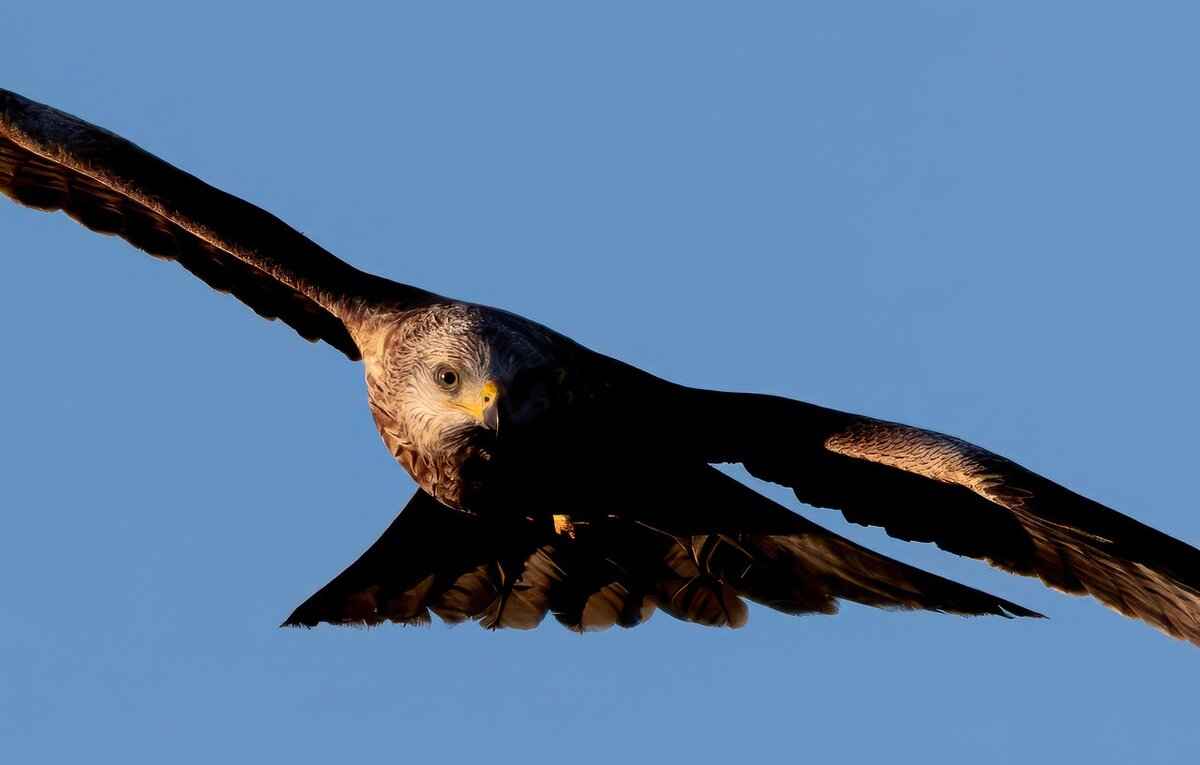 Zopalno Number Flight: How to Track Your Flight Easily 7 How to Resolve Tracking Discrepancies