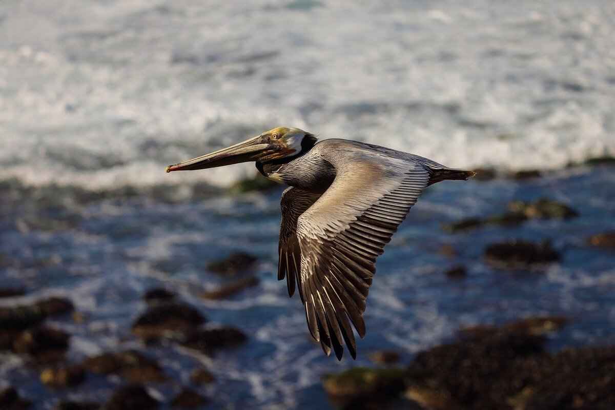 Zopalno Number Flight: How to Track Your Flight Easily 9 Real-Life Examples of Zopalno Number Tracking