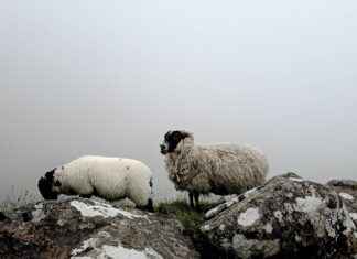 123 Movies Downloader Tools – What Works in 2025? 123 Movies Downloader Tools – What Works in 2025?