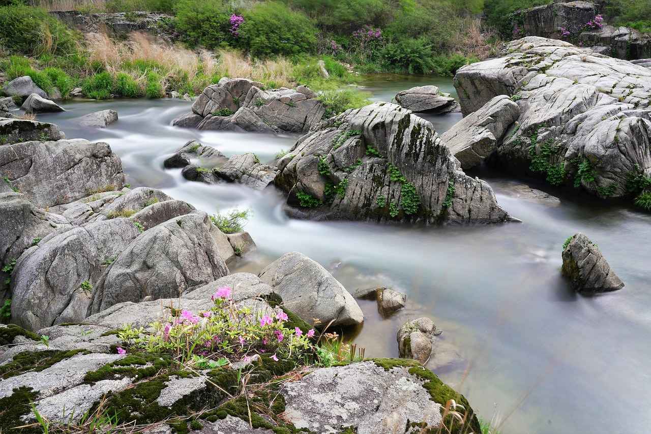 How to Download Movies from 123 Movies on Mobile