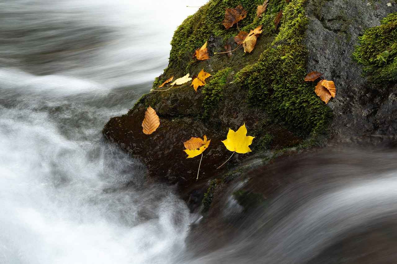 How to Stay Updated on Free Streaming Options?