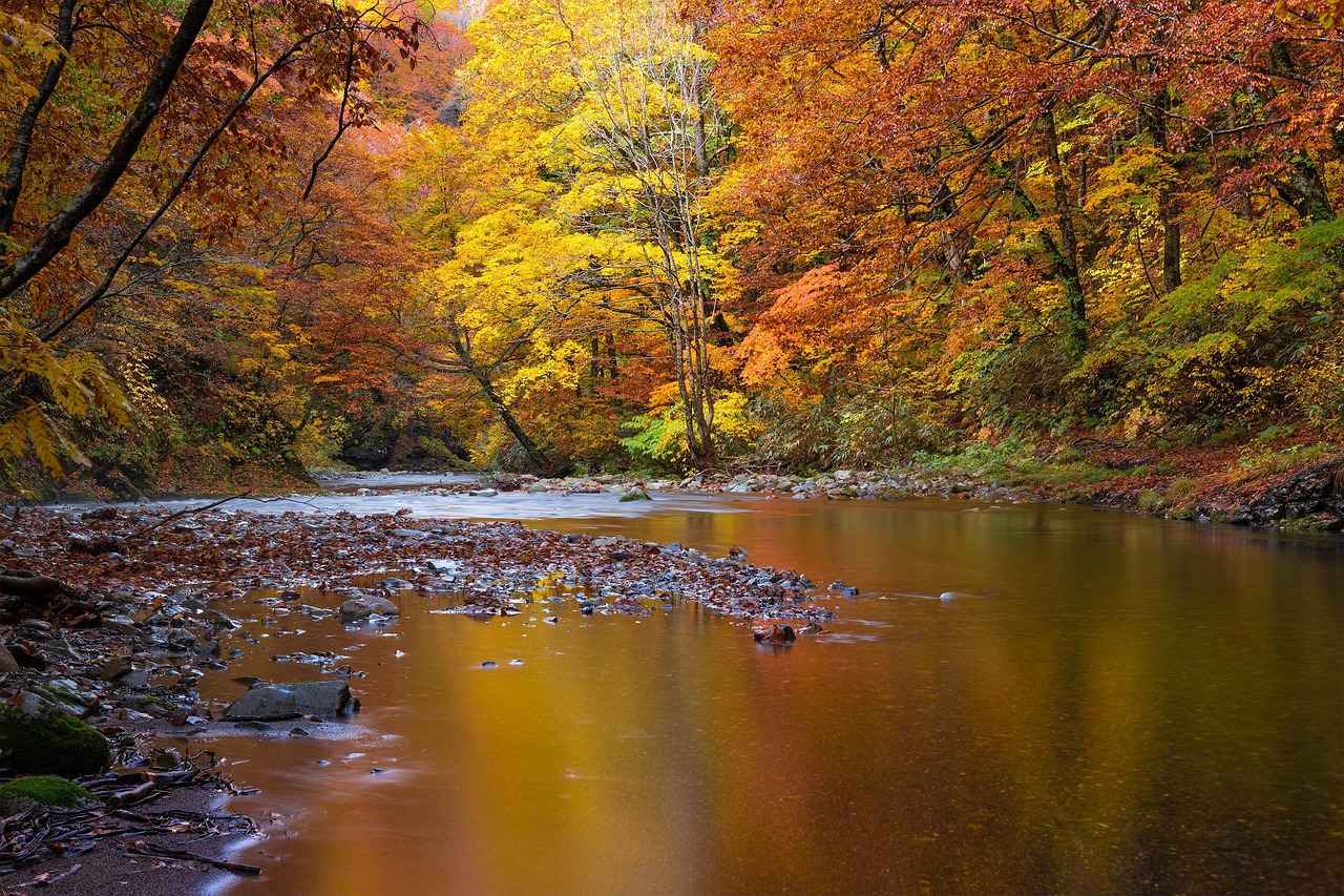 How Do Users Stay Updated on 123 Movies?