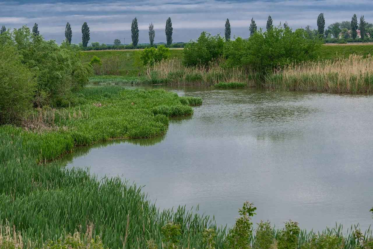 Understanding the User Experience on 123 Movies