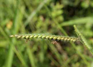 12V Portable Coffee Makers – Brew Delicious Coffee with a Simple Plug-In 12V Portable Coffee Makers – Brew Delicious Coffee with a Simple Plug-In