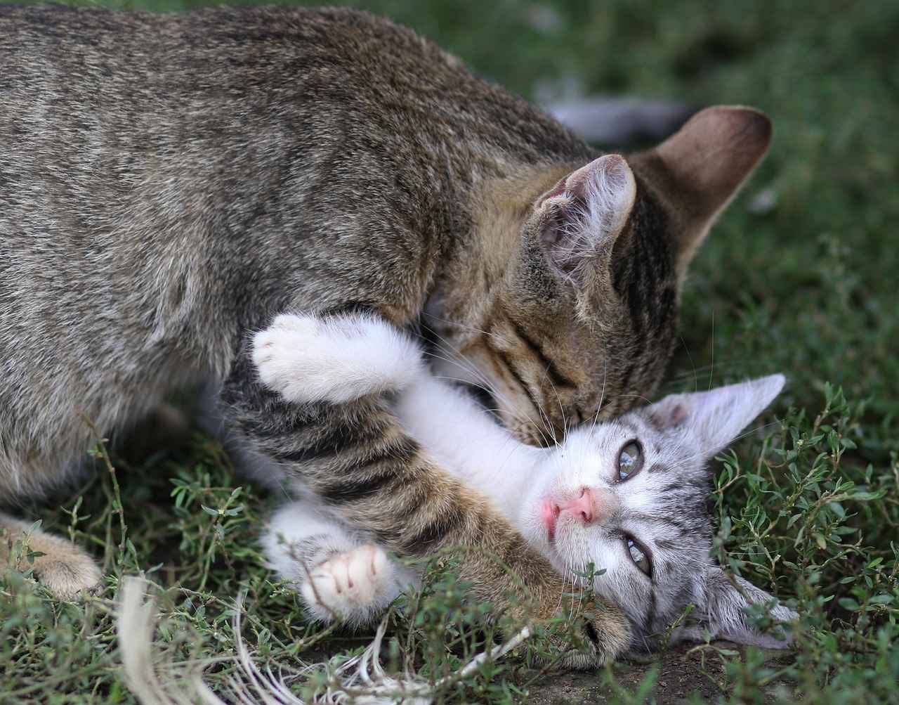 20 Free Movies for Kids That You Can Watch Right Now 3 Animated Movies That Kids Love