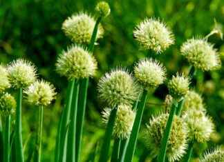 2023’s Top Vegetable Choppers That Will Change Your Cooking Game 2023's Top Vegetable Choppers That Will Change Your Cooking Game