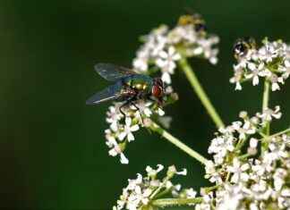 23 Azo Explained: Why It’s Making Noise in Health Circles 23 Azo Explained: Why It’s Making Noise in Health Circles