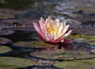 3-Day Water Fast: What to Expect and How to Prepare 3-Day Water Fast: What to Expect and How to Prepare