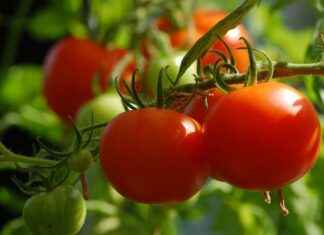 5 Best Vegetable Choppers for Preparing Family Meals 5 Best Vegetable Choppers for Preparing Family Meals