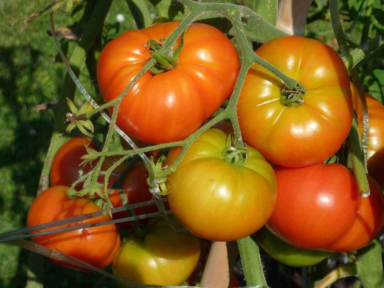 7 Best Vegetable Choppers for Making Healthy Meals Faster 4 How to Maintain Your Vegetable Chopper