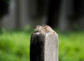 A Walk Through Little India: Discovering the Cultural Charm of Jackson Heights A Walk Through Little India: Discovering the Cultural Charm of Jackson Heights