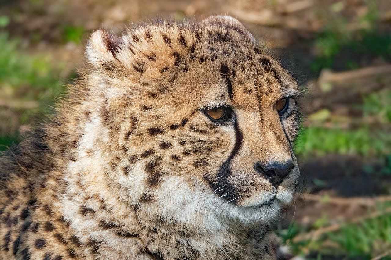 The Rise of Adult Manhwa