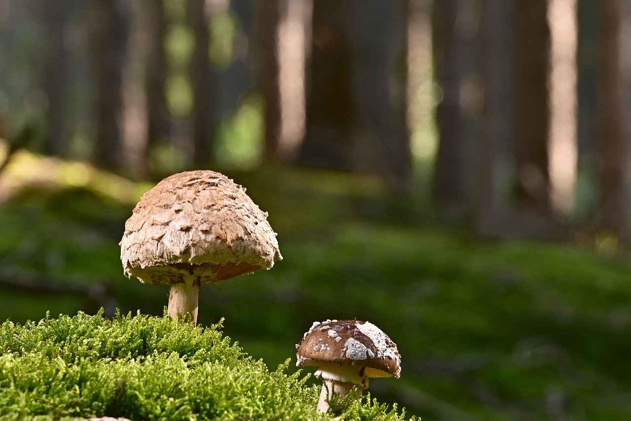 Caring for Your Akoya Pearl Necklace