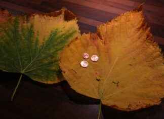 Apple Smart Watch vs. Android Smart Watch: Which One Should You Buy? Apple Smart Watch vs. Android Smart Watch: Which One Should You Buy?