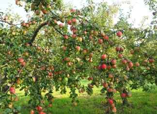 Apple Smart Watches for Women: The Best Stylish Options Apple Smart Watches for Women: The Best Stylish Options