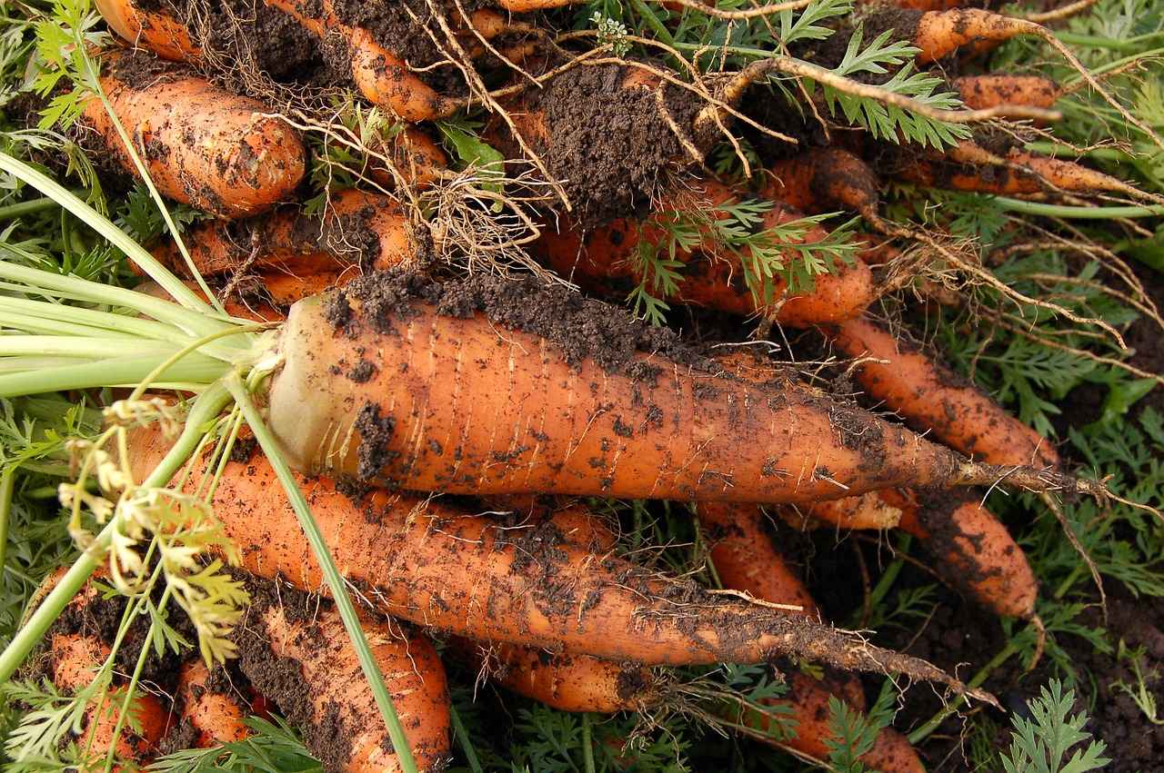 Conclusion: Ensuring Safe Use of Vegetable Choppers