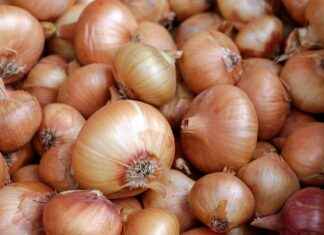 Are Vegetable Choppers Worth It for Your Cooking Needs? Are Vegetable Choppers Worth It for Your Cooking Needs?