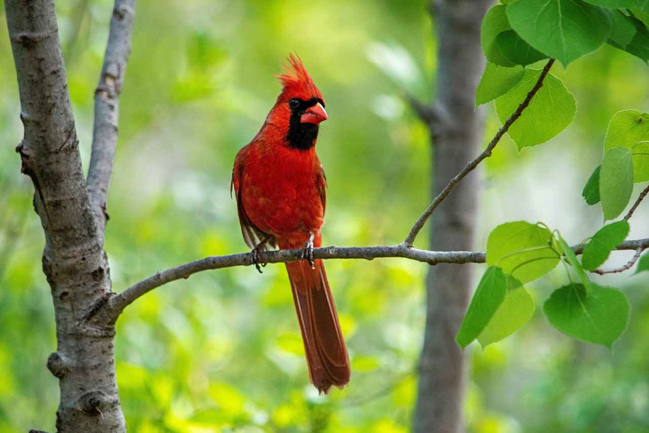 Historical Performance of the Arizona Cardinals