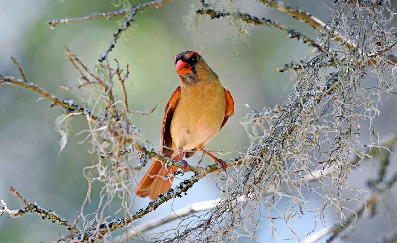 Special Teams Contributions