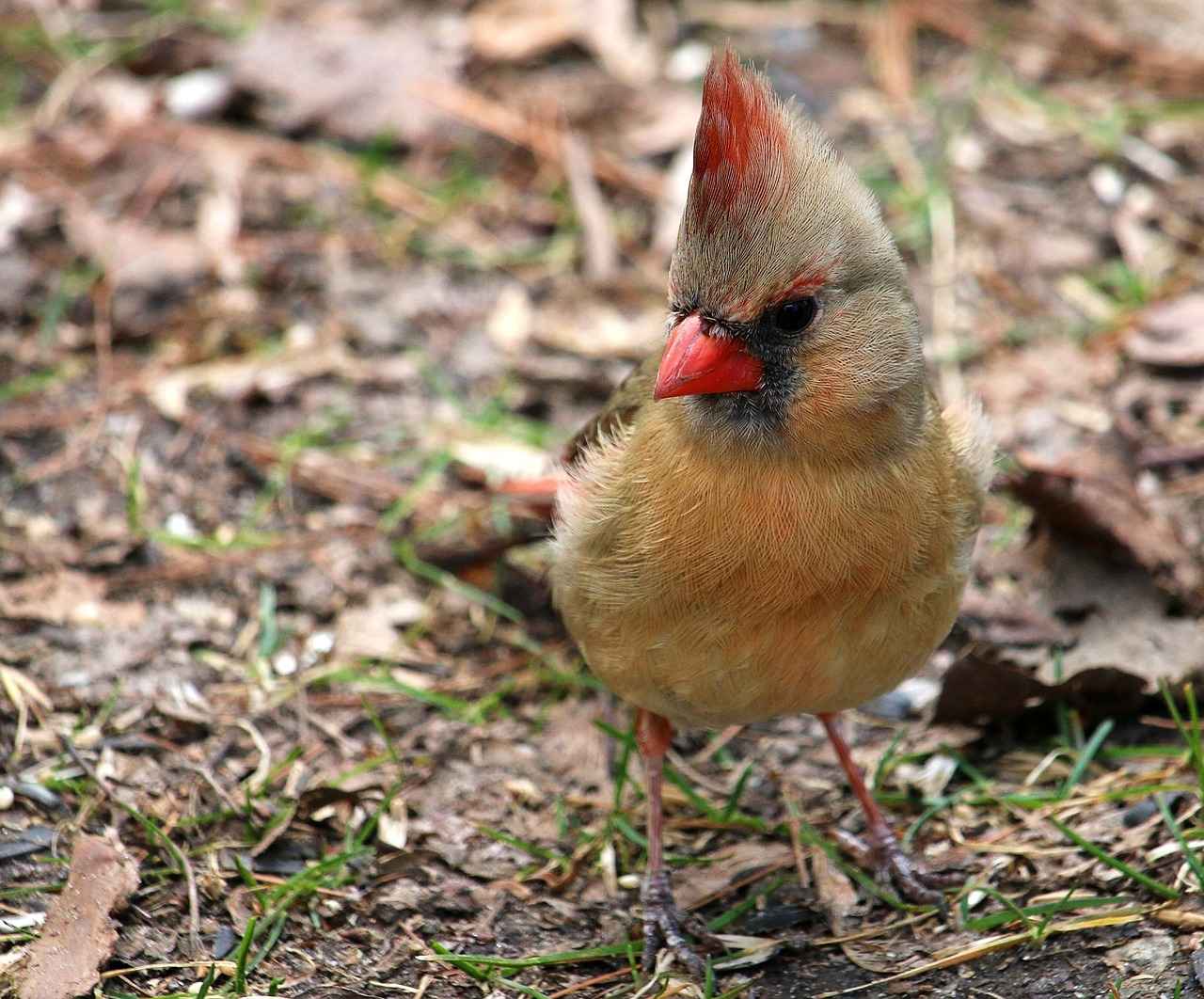 Quarterback Stats: Kyler Murray vs. Josh Allen