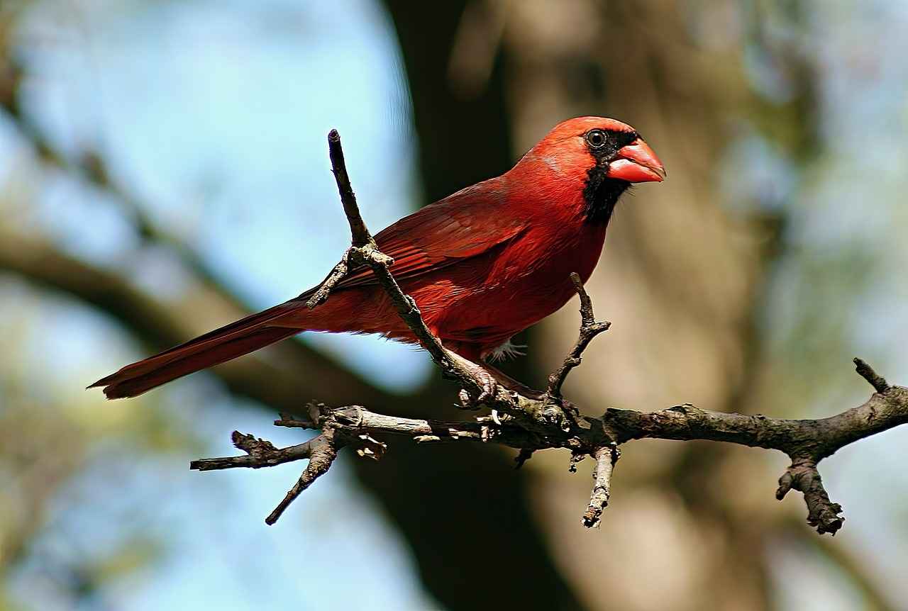 Arizona Cardinals vs Green Bay Packers Match Player Stats 2 Overview of the Green Bay Packers Season