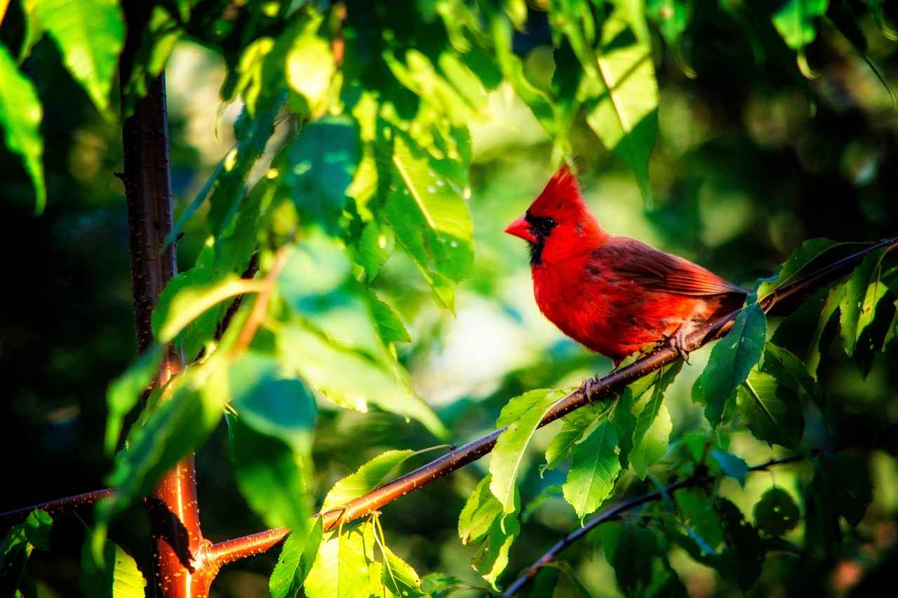 Arizona Cardinals vs Green Bay Packers Match Player Stats 4 Quarterback Performance Analysis