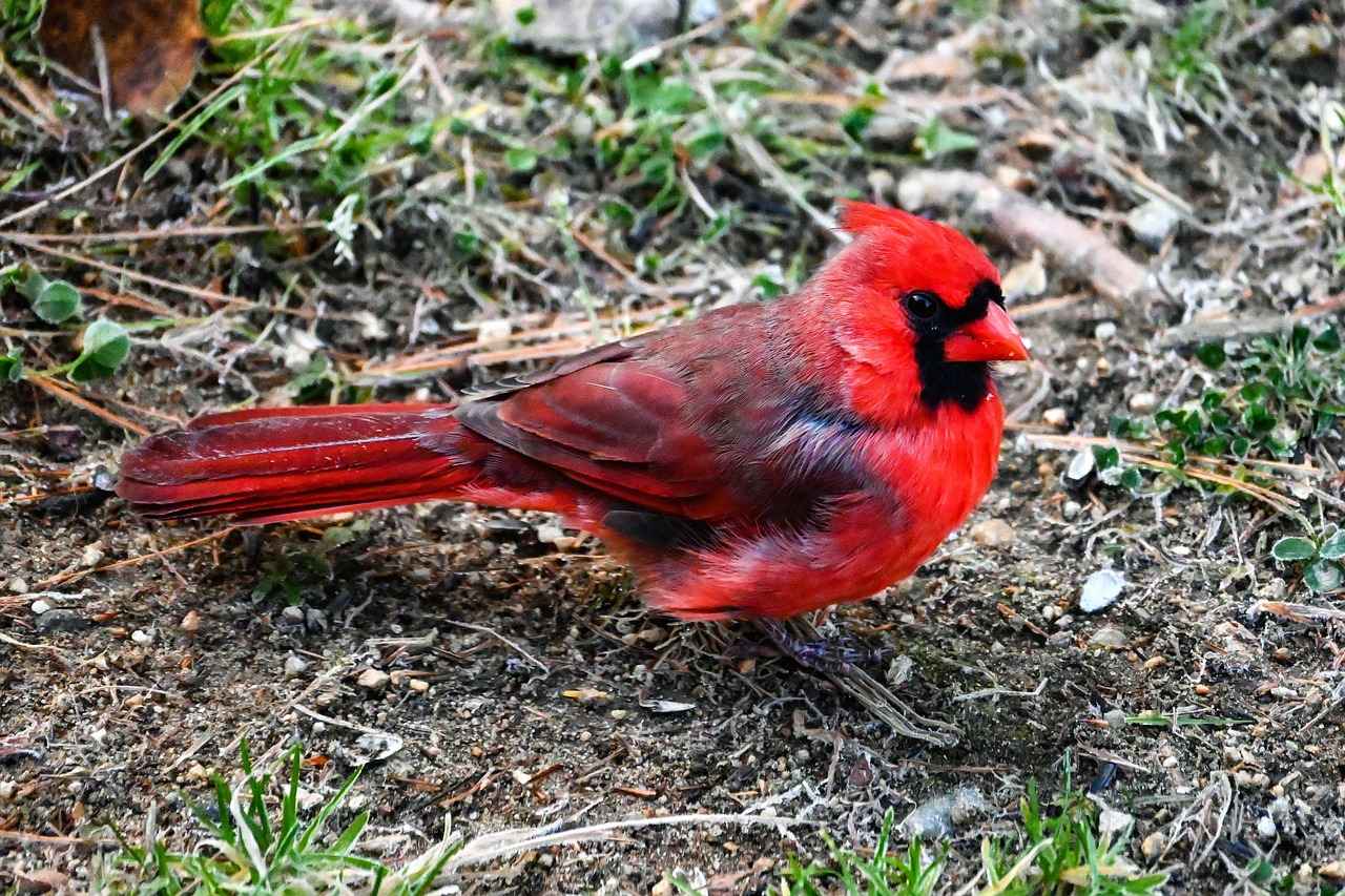 Arizona Cardinals vs Green Bay Packers Match Player Stats 9 Injury Reports and Their Effects