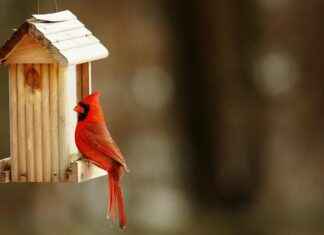 Arizona Cardinals vs Miami Dolphins Match Player Stats Arizona Cardinals vs Miami Dolphins Match Player Stats