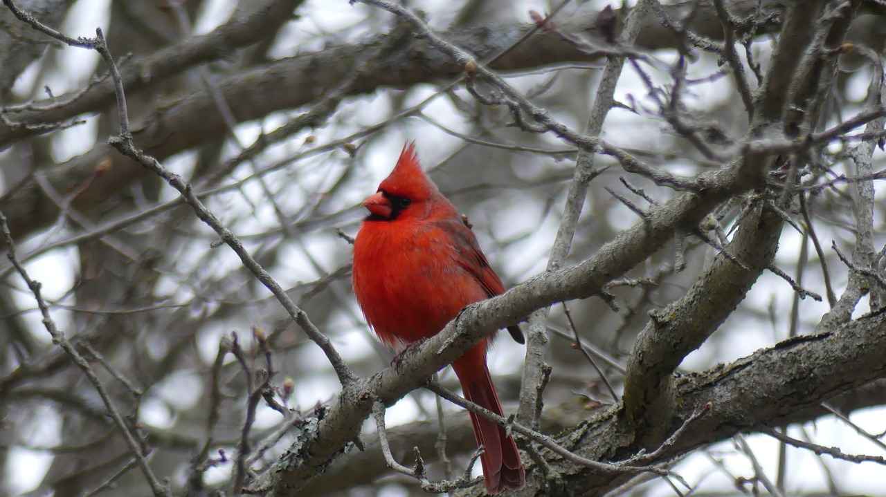 Arizona Cardinals vs Miami Dolphins Match Player Stats 1 Overview of the Match