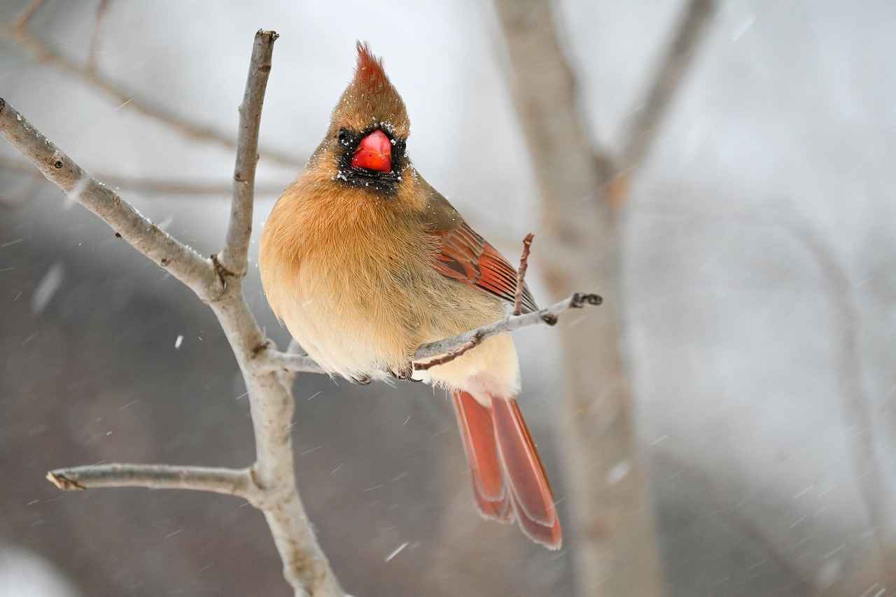 Arizona Cardinals vs Miami Dolphins Match Player Stats 3 Comparative Analysis of Team Stats