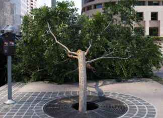 Arrest Made: Man with Chainsaw Arrested for Cutting Trees in Downtown LA arrest-made-man-with-chainsaw-arrested-for-cutting-trees-in-downtown-la