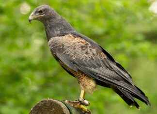 Atlanta Falcons vs Carolina Panthers Match Player Stats Atlanta Falcons vs Carolina Panthers Match Player Stats