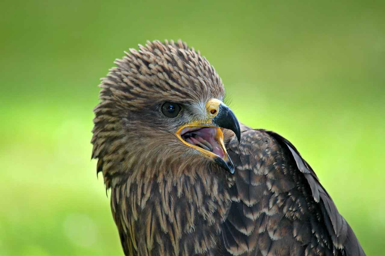 Atlanta Falcons vs Carolina Panthers Match Player Stats 3 Wide Receiver Contributions