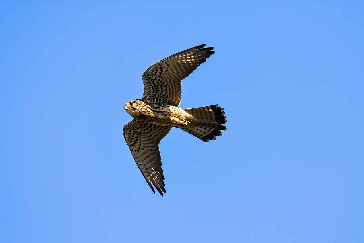 Atlanta Falcons vs Las Vegas Raiders Match Player Stats 1 Overview of the Atlanta Falcons Season