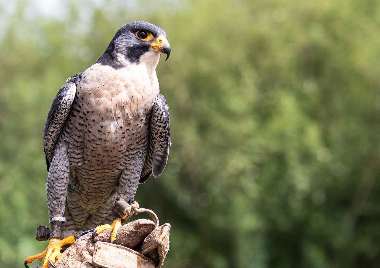 Atlanta Falcons vs Las Vegas Raiders Match Player Stats 6 Running Game Analysis: Falcons vs Raiders