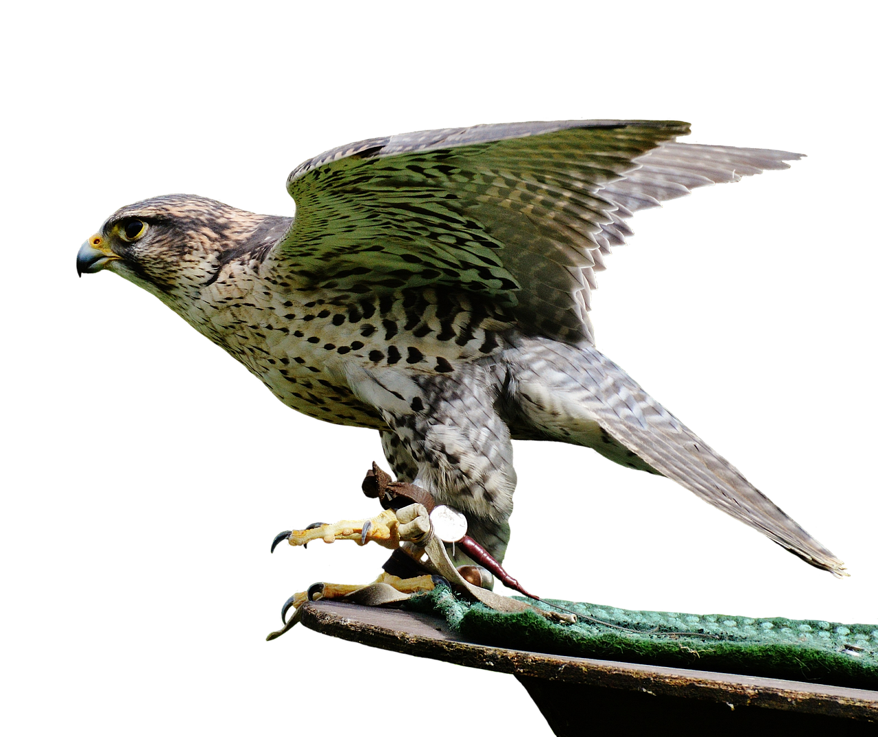 Fan Reactions and Game Atmosphere