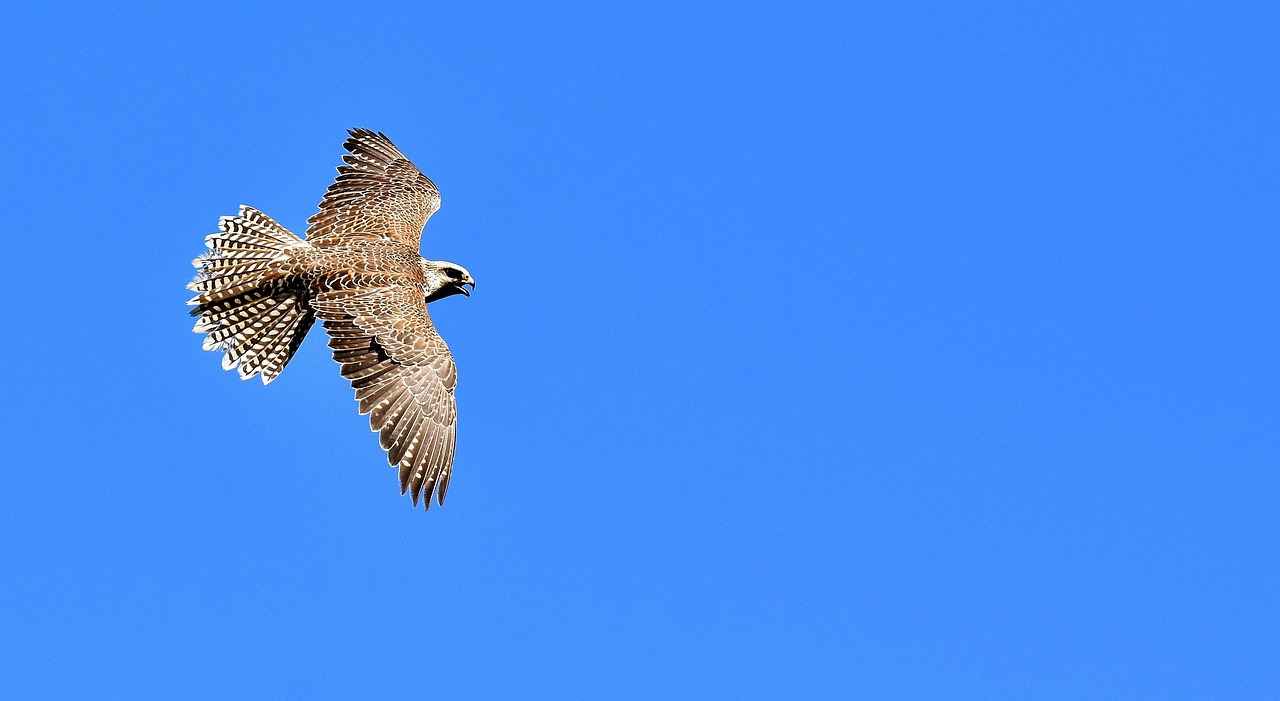 Atlanta Falcons vs Tampa Bay Buccaneers Match Player Stats 3 Wide Receiver Contributions