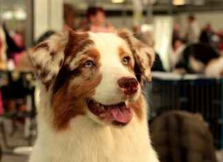 Australian Shepherd Haircut Styles: Best Grooming Tips for a Fluffy Coat Australian Shepherd Haircut Styles: Best Grooming Tips for a Fluffy Coat