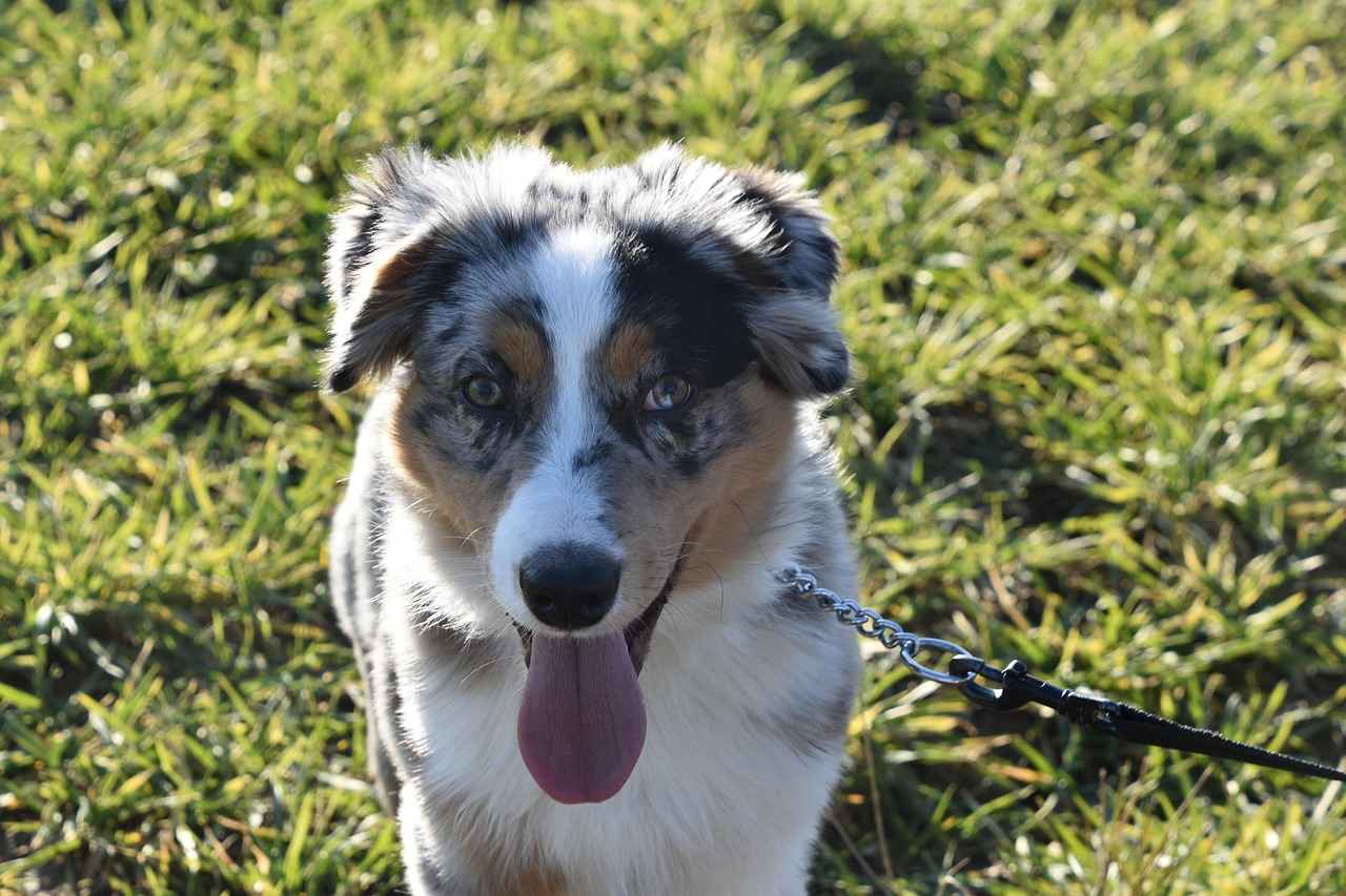 What Are the Popular Haircut Styles for Australian Shepherds?