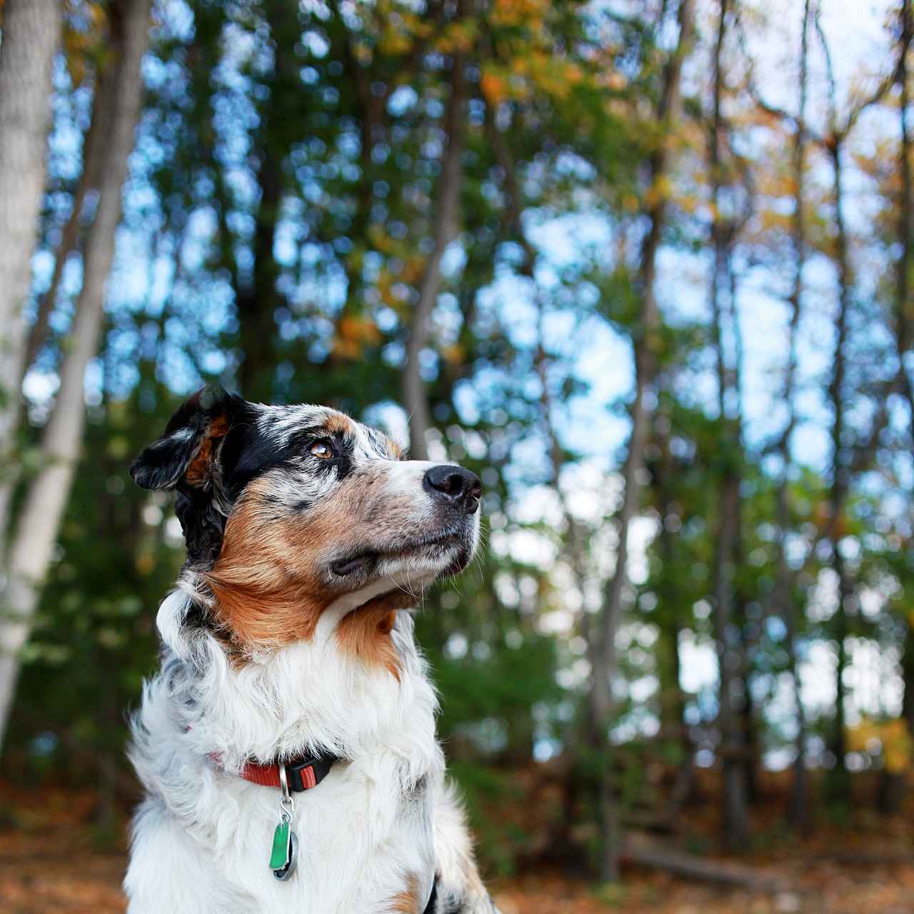How Often Should You Groom Your Australian Shepherd?