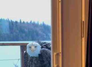 Bald Eagle Stares Down Dog: Owners Fear for Pet’s Safety bald-eagle-stares-down-dog-owners-fear-for-pets-safety