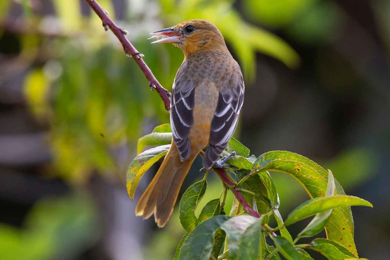 Statistics Comparison: Orioles vs Giants