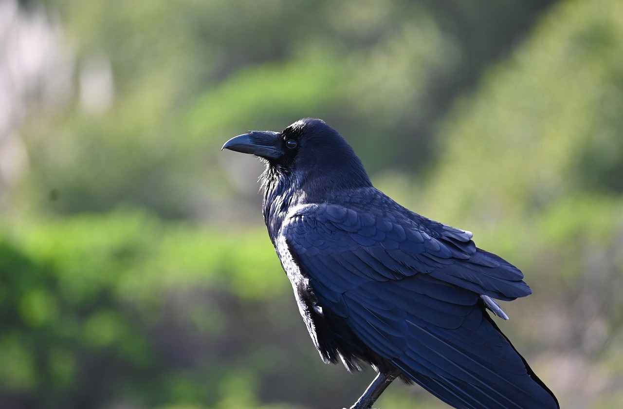 Baltimore Ravens vs Cleveland Browns Match Player Stats 1 Quarterback Performance Analysis