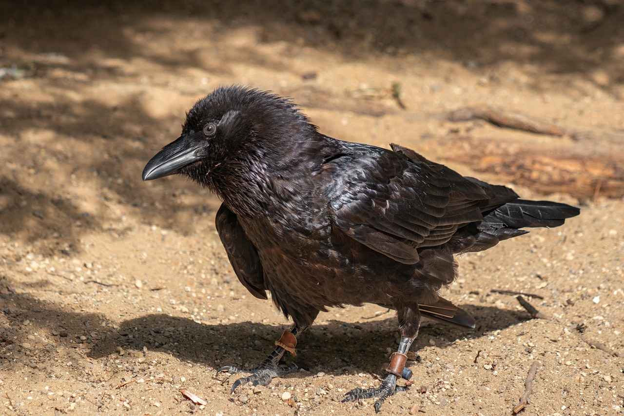 Baltimore Ravens vs Cleveland Browns Match Player Stats 4 Defensive Stats Overview